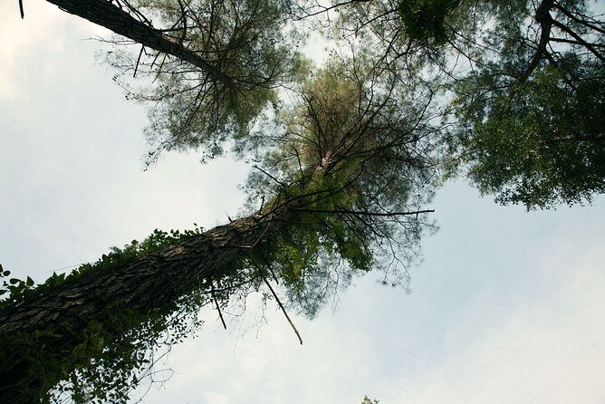 Beauty, Nature and Charm of Troodos Mountains from Paphos - Lambouri Winery: Commandaria, Zivania, and Kosher Wine Notes