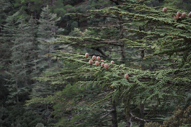 Beauty, Nature and Charm of Troodos Mountains from Paphos - Milomeris Waterfalls Trail: A Short Walk to Cool Water