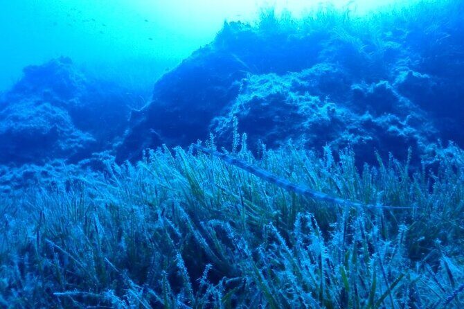 Beginners Discover Scuba Diving By Boat, Best Spot In Cyprus - Instruction Style: Patient, Funny, and Very Hands-On