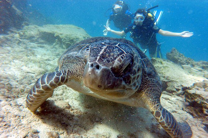 Discover Scuba diving - Hotel Pickup and a Small Group: The Logistics That Keep Stress Low