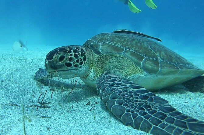 Discover SCUBA Diving with Pissouri Bay Divers - Key highlights that matter
