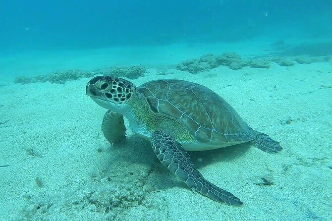 Discover SCUBA Diving with Pissouri Bay Divers - Discover SCUBA (DSD) in Limassol: what you’re actually signing up for