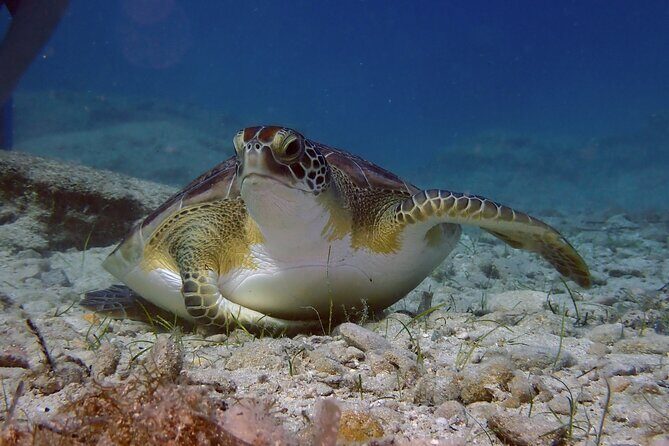 Guided snorkeling trip to the turtles in Protaras - Key things I’d mark as must-knows