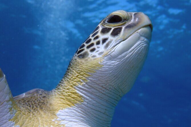 Guided snorkeling trip to the turtles in Protaras - Protaras turtles: why this outing feels more personal