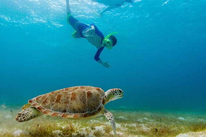 Guided snorkeling trip to the turtles in Protaras - Price: is $90.31 worth it?