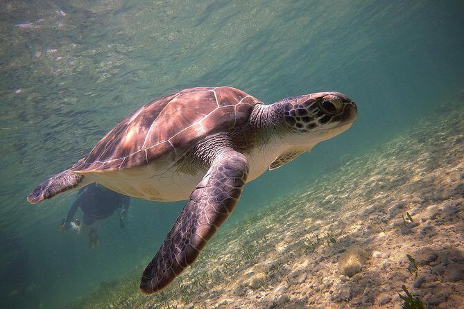 Half-Day Scuba Diving Tour - Discover Scuba Diving! - The Big Idea: Beginner Scuba Without the Guesswork