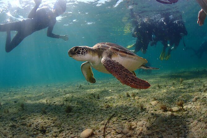 Half-Day Scuba Diving Tour - Discover Scuba Diving! - Pool Skills: Your First Breath and a Safer Kind of Confidence
