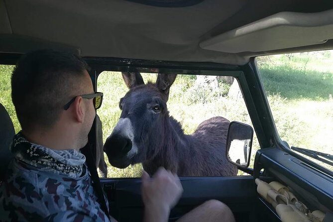 Jeep Safari to Akamas National Park: Avakas Gorge Tour from Paphos - Avakas Gorge hike: shady plants, endemic birds, and a real walking break