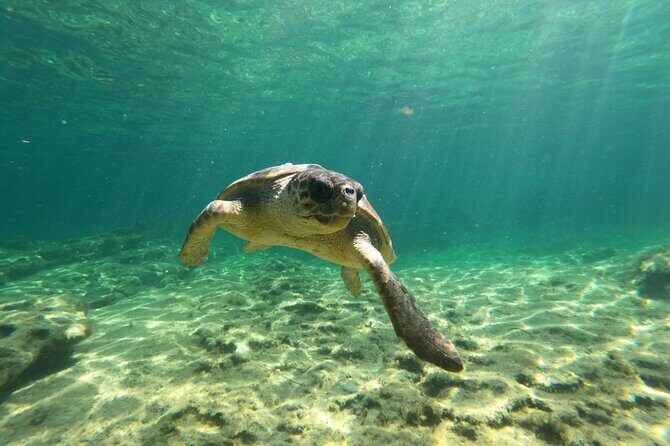 Lara Bay & Adonis Falls Quad & Buggy Tour - Lara Bay Turtle Conservation Station: the swim break that closes the loop