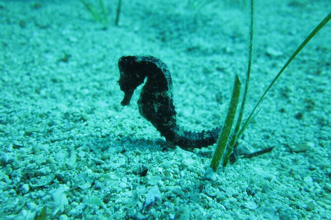 Private Discovery Dive + Photos & Videos - Green Bay Beach: your first underwater training in Cyprus