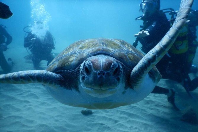 Private Diving at Zenobia Wreck in Larnaka - Equipment, Boat Setup, and Safety: The Stuff You Feel Immediately