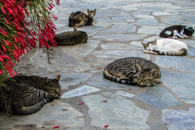 Private Full-Day Tour to Cyprus Monasteries - Platres break: the amphitheatre village vibe and time for food