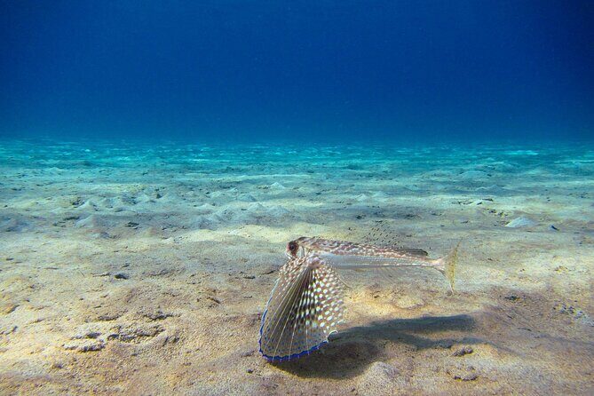 Scuba Diver Course - Day 2 Open-Water Sessions Off Akamas: Two Underwater Trips to 12 Metres