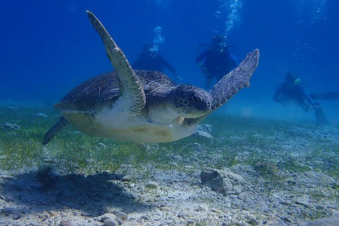 Scuba Diving Activity in Pernera - Safety rules and the skill practice that some people miss