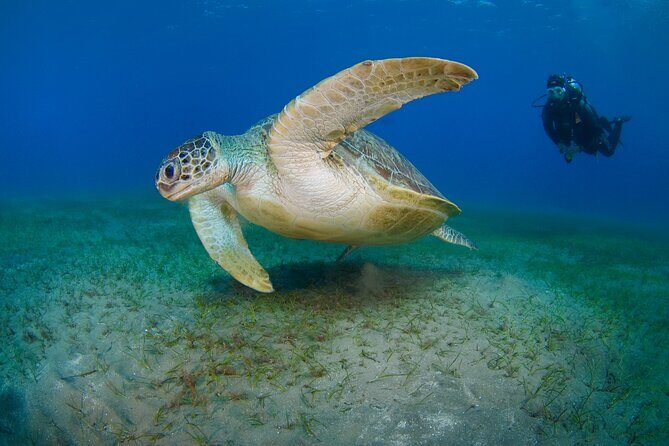 Scuba Diving Experience & MUSAN Dive + Free Edited Video 2xdives - Green Bay First, MUSAN Second: Why This Order Works
