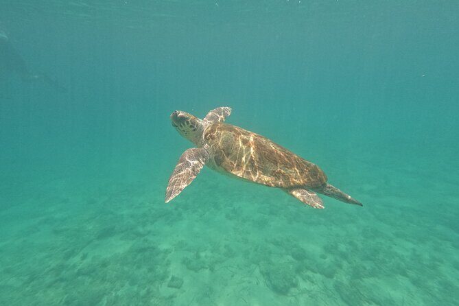 snorkeling ,Turtle Watching in Cyprus - Key Takeaways Before You Go