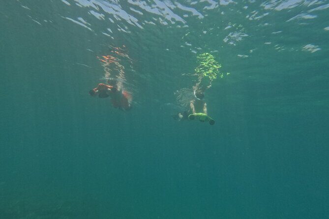 snorkeling ,Turtle Watching in Cyprus - Turtle Watching in Action: Chances, Types, and Turtle Respect