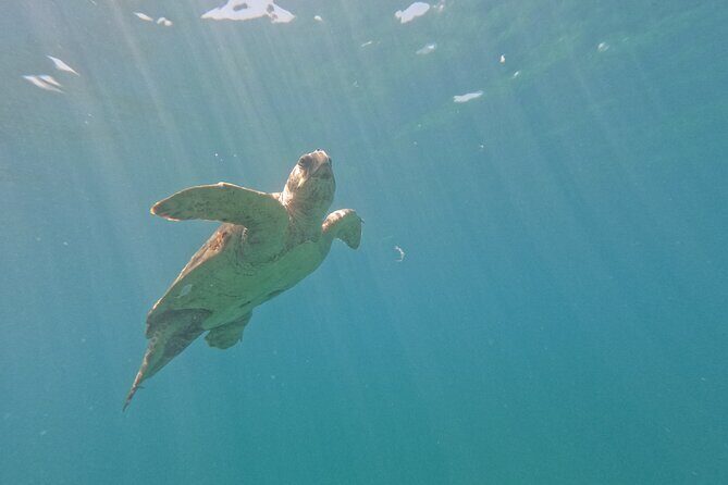 snorkeling ,Turtle Watching in Cyprus - When Conditions Change: Choppy Water and Visibility Considerations