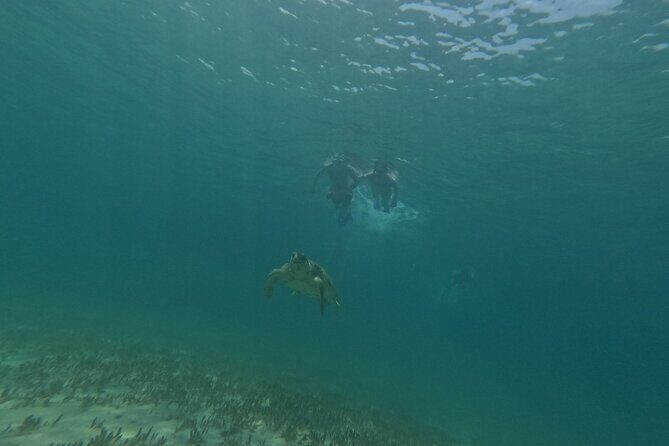 snorkeling ,Turtle Watching in Cyprus - What’s Not Included: Towels and Lunch Plans
