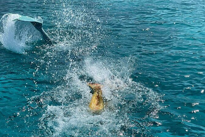The Mermaid Cruise by Medusa Cruises – 2:30-Hour Family Adventure - Cyclops Cave and Anthea’s Cave: myth-meets-real stone