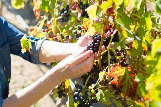Troodos Mountains Grape Escape: All Inclusive Food & Wine Tour - Ayia Mavri and the second boutique winery: how the visits are paced