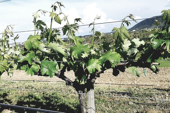 Troodos Mountains Grape Escape: All Inclusive Food & Wine Tour - Omodos village time: the meze lunch and old-school wine culture