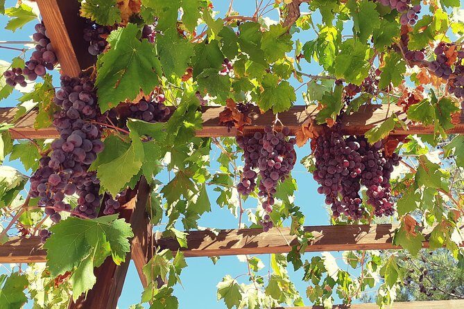 Troodos Mountains Vino Venture: All Inclusive Full Day Wine Tour - Is Troodos Mountains Vino Venture for you?