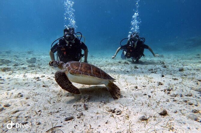 Try a Scuba Diving Experience - Equipment, hand signals, and staying calm when it’s your first time