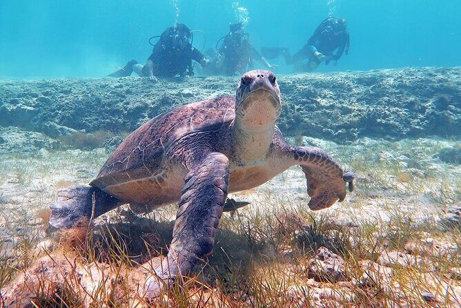 Try a Scuba Diving Experience - First underwater session: what you should look for