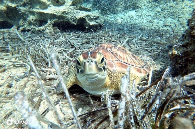 Try a Scuba Diving Experience - Photos and videos included: instant memories, not just bragging rights